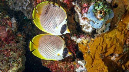 Pair of panda butterflyfish (Chaetodon adiergastos) during a dive at the north coast of Bali