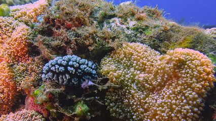 Pimpled phyllidiella nudibranch (Phyllidiella pustulosa) during a dive at the north coast of Bali