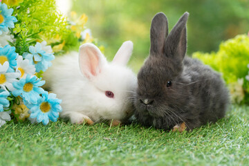 Two adorable fluffy baby bunny rabbit sitting playful together on green grass flowers over bokeh...