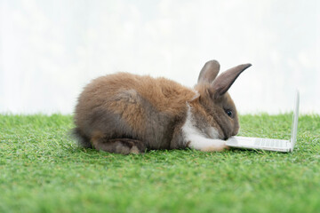 Newborn tiny brown white bunny with small laptop sitting on the green grass. Lovely baby rabbit looking at notebook on lawn white background. Easter fluffy rodent concept