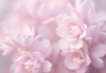 Fototapeta premium pink hydrangea flower