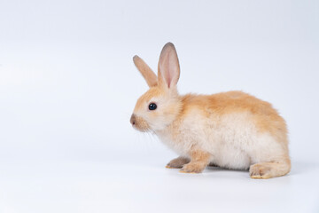 Adorable baby rabbit bunnies brown looking at something sitting playful over isolated white background. Puppy lovely furry brown bunny ears rabbit playful with copy space. Easter bunny animal concept.