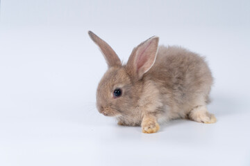 Adorable newborn baby rabbit bunnies brown looking at something sitting over isolated white background. Puppy lovely furry brown bunny ears rabbit playful with copy space. Easter bunny animal concept.