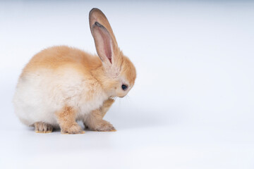Cuddly rabbit fluffy bunny cleaning body paw sitting over isolated white background. Adorable little bunny brown tail rabbit furry clean body legs with copy space. Symbol festive easter exotic pet.