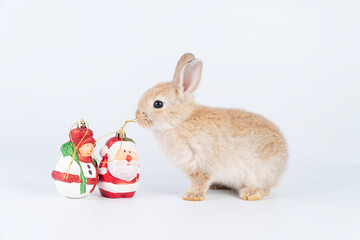 Adorable little brown rabbit bunny with decoration santa and snowman while sitting over isolate white background. Holiday festive, celebration, Christmas concept.