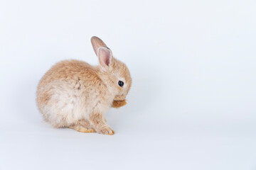 Cuddly rabbit fluffy bunny cleaning body paw sitting over isolated white background. Adorable little bunny brown tail rabbit furry clean body legs with copy space. Symbol festive easter exotic pet.