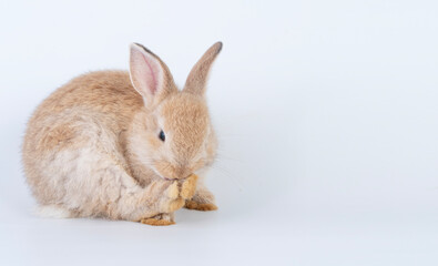 Cuddly rabbit fluffy bunny cleaning body paw sitting over isolated white background. Adorable little bunny brown tail rabbit furry clean body legs with copy space. Symbol festive easter exotic pet.