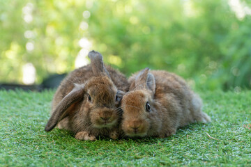 Cuddly furry rabbit bunny brown with family sitting and playful together on green grass over natural background. Two family baby bunny spring time on lawn. Easter newborn bunny family pet concept.