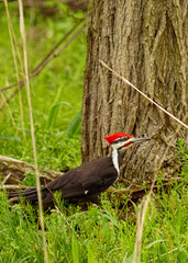 red billed hornbill