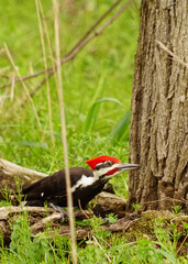 red billed hornbill