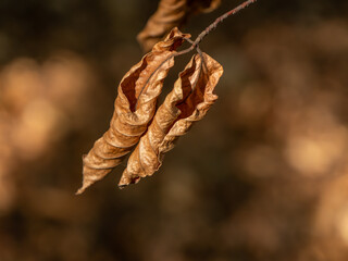 Closeup of curled dry autumn leaves with warm brown tones, symbolizing seasonal change, decay, and the beauty of natural textures