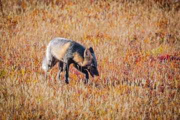 Mount Rainier National Park endangered Cascade Red Foxes in the fall of 2025