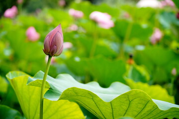 濃い緑色の蓮の葉の上に蕾が垂直に伸びているクローズアップ写真 蕾のピンク色が夏の生命力を感じさせ水面の奥には他の花がぼけて写っています