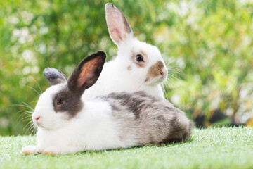 Friendly young rabbit bunny sitting on green grass over spring bokeh nature background. Furry rabbit grey, black and white bunny playful on meadow. Easter animal pet concept.
