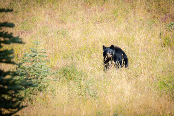 Mount Rainier National Park Black Bear and cub in the fall of 2025 on the Sunrise side of the park