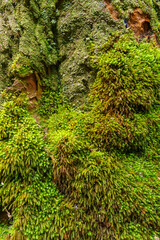 「阿寺の七滝」の散策路の木の表皮に生えた苔（愛知県新城市）