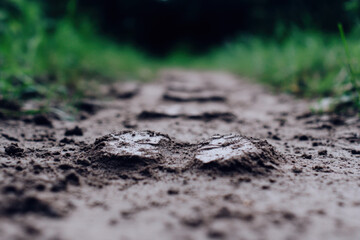 Close up of a muddy trail with clear footprints pressed into damp earth, highlighting texture, moisture, and subtle depth as the path disappears into green surroundings.