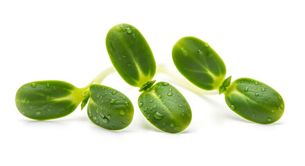 Tiny green sunflower sprouts with water droplets isolated on white background symbolizing new growth and freshness