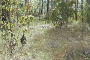 Pink Wildflower in the brush