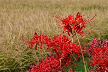 Red flowers announcing arrival of autumn