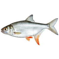 Fototapeta premium Side view of a small fish