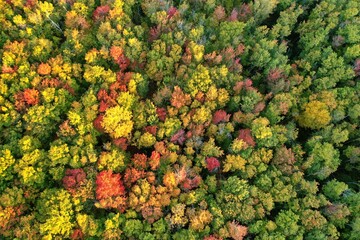 Aerial view of colorful autumn forest of Prince Edward Island Canada. High quality 4k footage