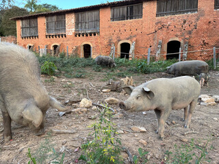 family of pigs on the farm