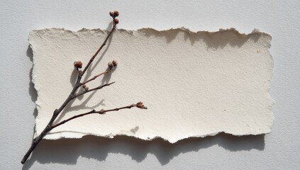 Blank paper, torn edges, dried branch