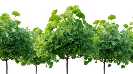 Row of young green trees against a dark background