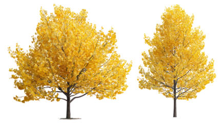 Two vibrant yellow trees in full autumn foliage against a black background