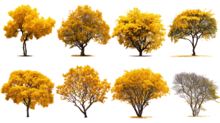 Collection of autumn trees with golden yellow foliage