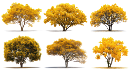 Collection of six vibrant yellow autumn trees on black background