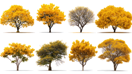 Collection of autumn trees with golden yellow and brown foliage