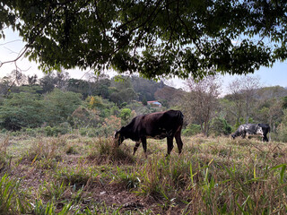 beautiful of cows in the field