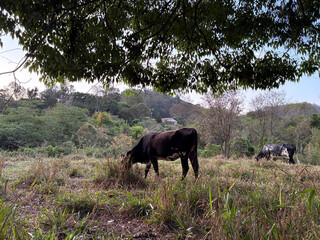 Fototapeta premium beautiful of cows in the field