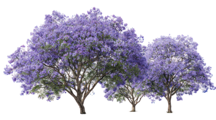 Beautiful blooming jacaranda trees in full purple bloom