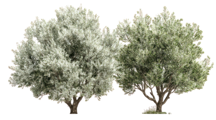 Two lush green trees with textured bark against a black background