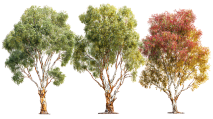 Three trees displaying seasonal color changes against a black background