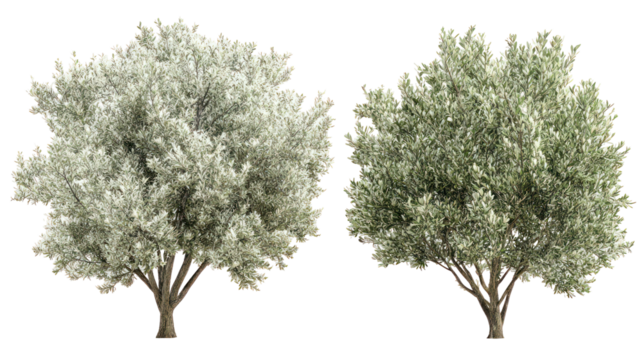 Two deciduous trees side by side with different foliage colors