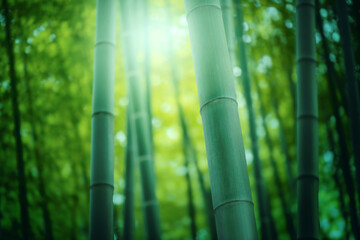 光を浴びた竹林