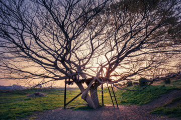 夕日に染まる木、木に作った遊び場。