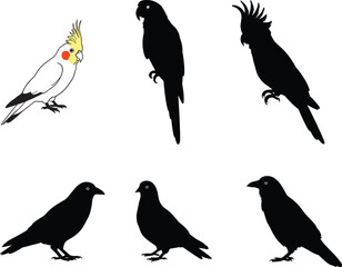 Bird silhouettes and cockatiel illustration, parrot and raven icons, black vector set, species comparison, avian design, nature reference, feathered creatures