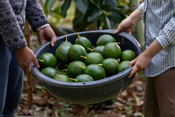 Farmer is harvesting bunch of organics buccaneer avocado during autumn season in the countryside orchard for fruit picking and homegrown produce and food foraging in rural agriculture area