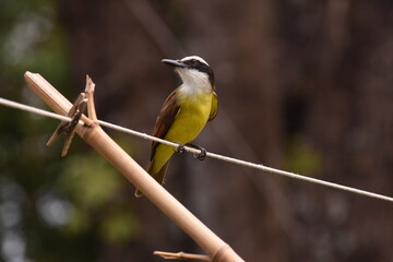 great kiskadee