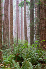 Lush Fern Undergrowth and Tall Trees. Tall trees and a lush, temperate rainforest floor of the Pacific Northwest.
