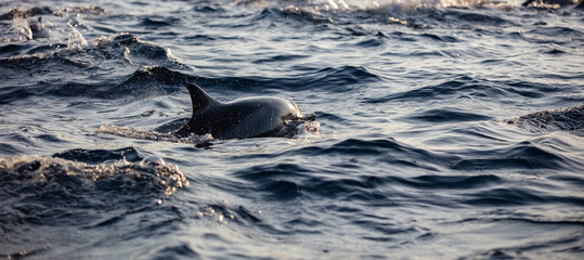 Boats chasing dolphins in morning ocean