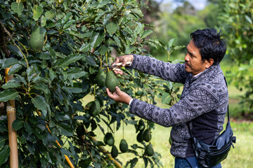Farmer is cutting the ripen avocado fruit during harvest season for tropical fruit farm and plantation
