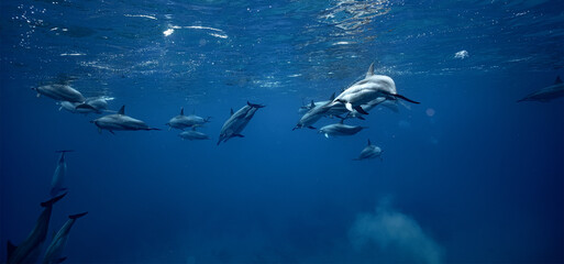 Pod of wild spinner dolphins underwater in blue sea water background © willyam