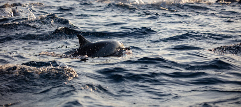 Boats chasing dolphins in morning ocean