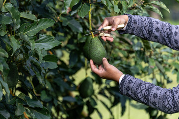 Close up of farmer hand is checking the avocado fruit for ripen and disease blemish during harvest season for tropical fruit farm and plantation concept